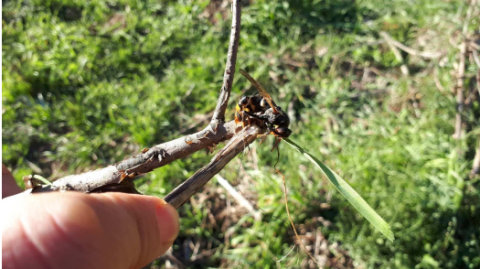 Resultats visuals de l’efecte de la inoculació de l'insecticida. Font: ADF Vacarisses