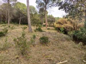 S’inicia el manteniment de les franges de protecció contra incendis.