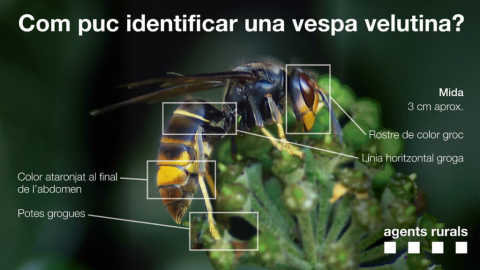 Com puc identificar una vespa velutina?