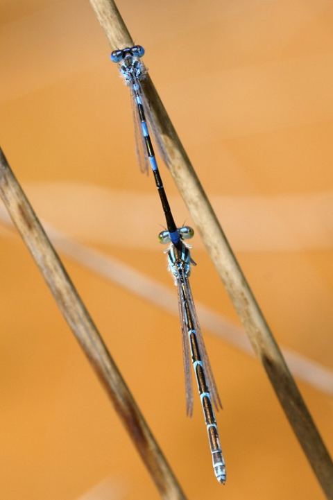 Coenagrion caerulescens, una libèl·lula inclosa al Llibre Vermell i protegida a nivell europeu.