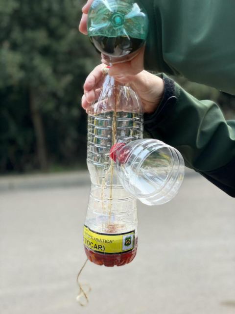 Aturem la vespa velutina