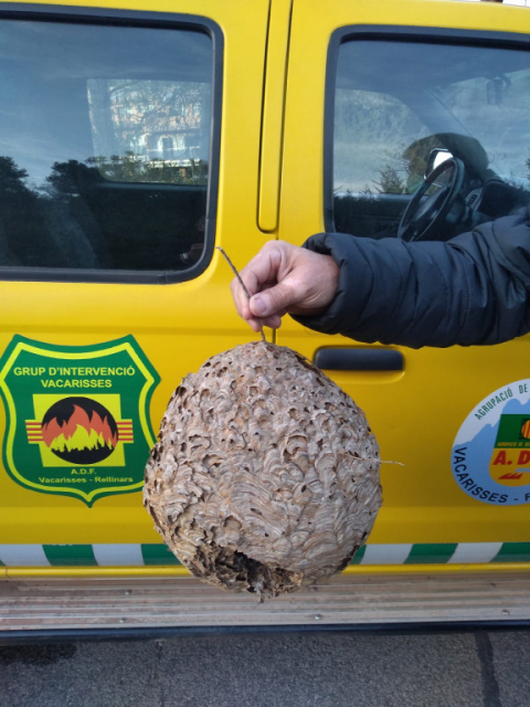 Aturem la vespa velutina