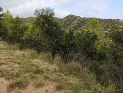 Recuperació d’espais oberts i millora de la biodiversitat.