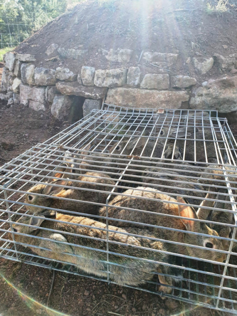 Millora de la biodiversitat a l'entorn de Puigventós i Pla del Fideuer.