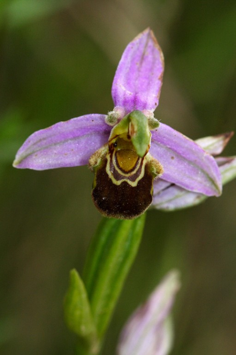 Com a la resta del territori, les rodalies de la Riera són molt riques en orquídies