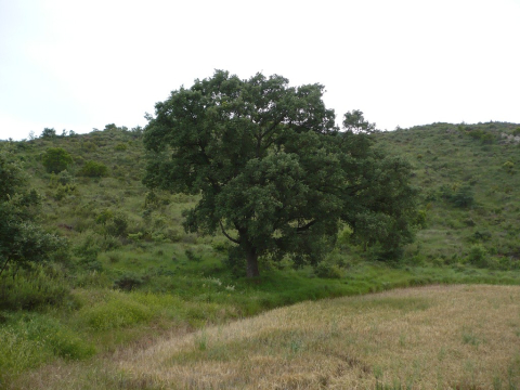 Roure de Can Torrella