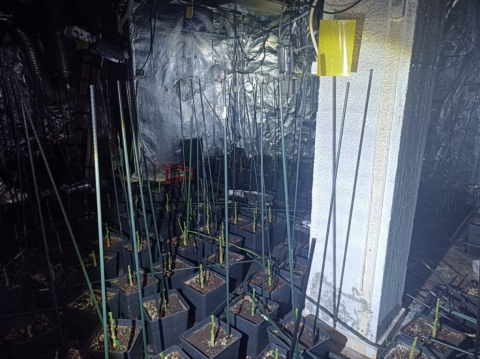 Descoberta una plantació de marihuana en una vivenda d’El Ventayol.