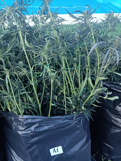 Descoberta una plantació de marihuana en una vivenda d’El Ventayol.