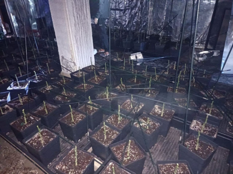 Descoberta una plantació de marihuana en una vivenda d’El Ventayol.