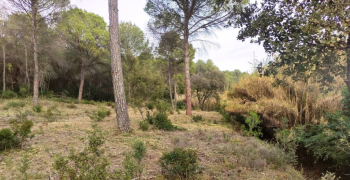 S’inicia el manteniment de les franges de protecció contra incendis.