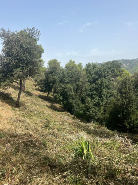 Manteniment de les franges de protecció d’El Pou Gran i Els Caus.