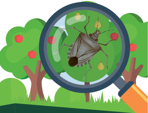 Plaga del bernat marró marbrejat